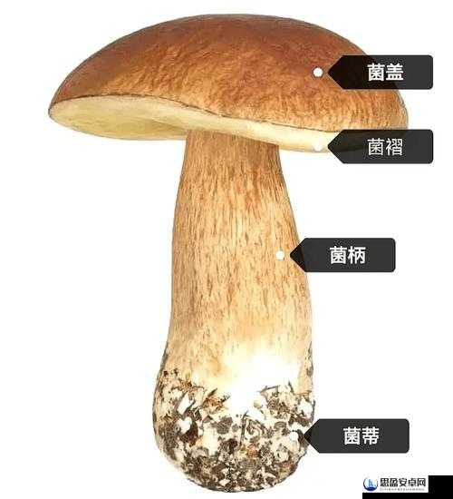 7x7x7x7x 任意槽蘑菇的独特魅力与探索