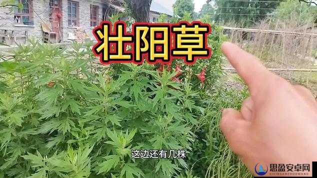 最猛的壮阳草药：探秘其神奇功效与应用领域