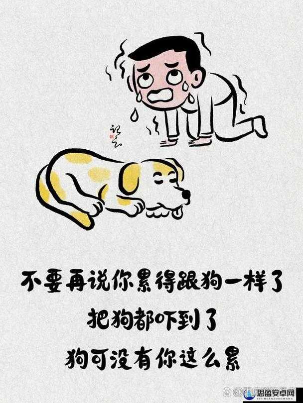 严谨人 or 猪 or 狗：关于三者的深入思考与比较分析