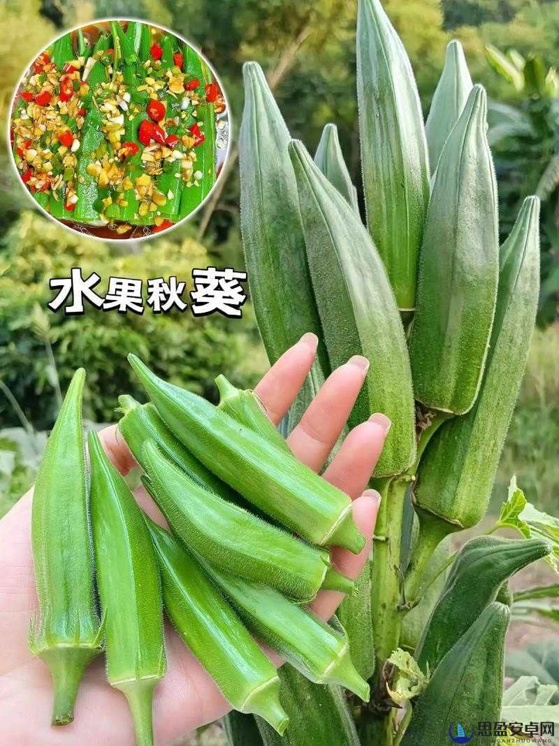 秋葵：一种适合十八岁以下人群食用的蔬菜