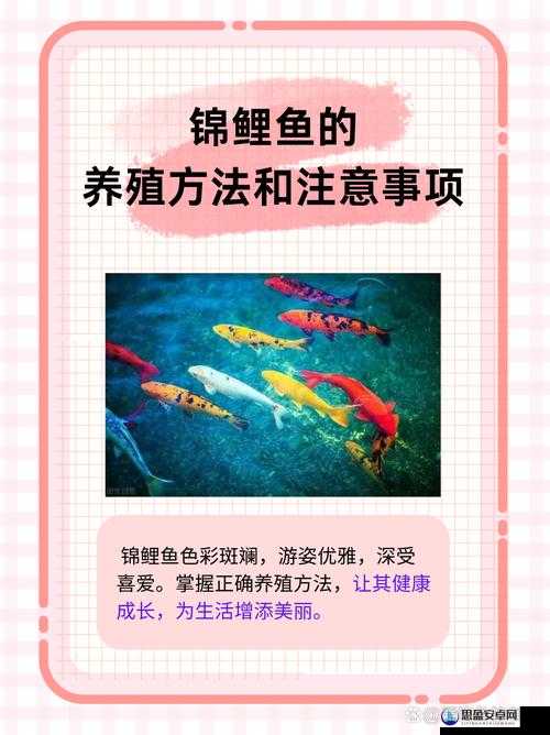 鲤鱼喝水绝技真能提升女性魅力吗？这背后的奥秘探究